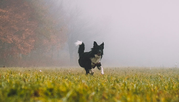 犬の散歩 雨の日のお散歩はどうするの 注意点やグッズ紹介 Forsmile