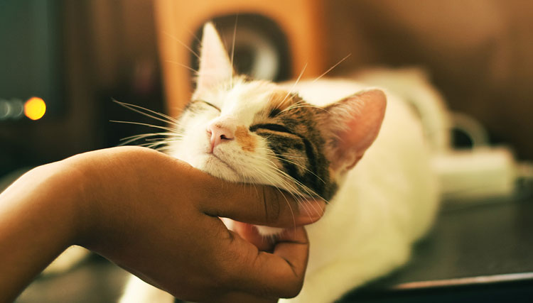 愛猫のブラッシングのやり方紹介 ブラッシング方法やブラシの選び方 Forsmile